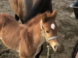 Beautiful Well Bred Sorrel Weanling Rocky Mountain Horse Classifieds