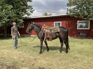 Beautiful Rocky Mountain Mare for Sale In Marketplace