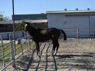 Brown Thoroughbred Gelding For Lease Horse