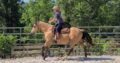 6 Years Old Super Talented 15H Quarter Horse Gelding