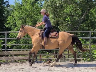 A Riding Guide for the Gaited Horse for Sale in the Best Marketplace