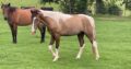 Gaited Paint Horse-3 Year Old