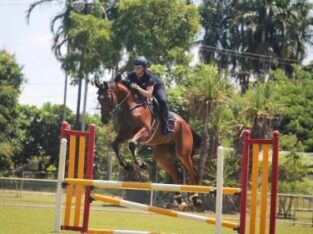 Talented Show Jumper thoroughbred horse for sale
