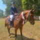Talented Show Jumper thoroughbred horse for sale
