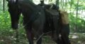 Blue Roan 2yr Gelding Walking, Trail, and Show horse.